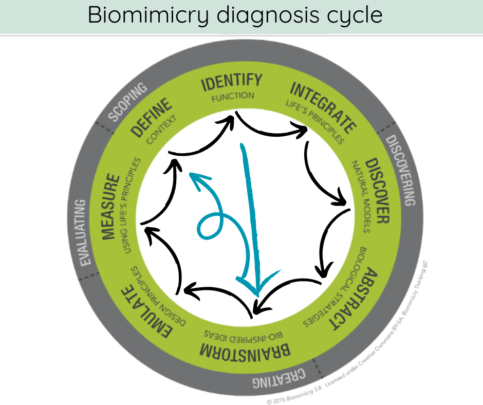 biomimicry model